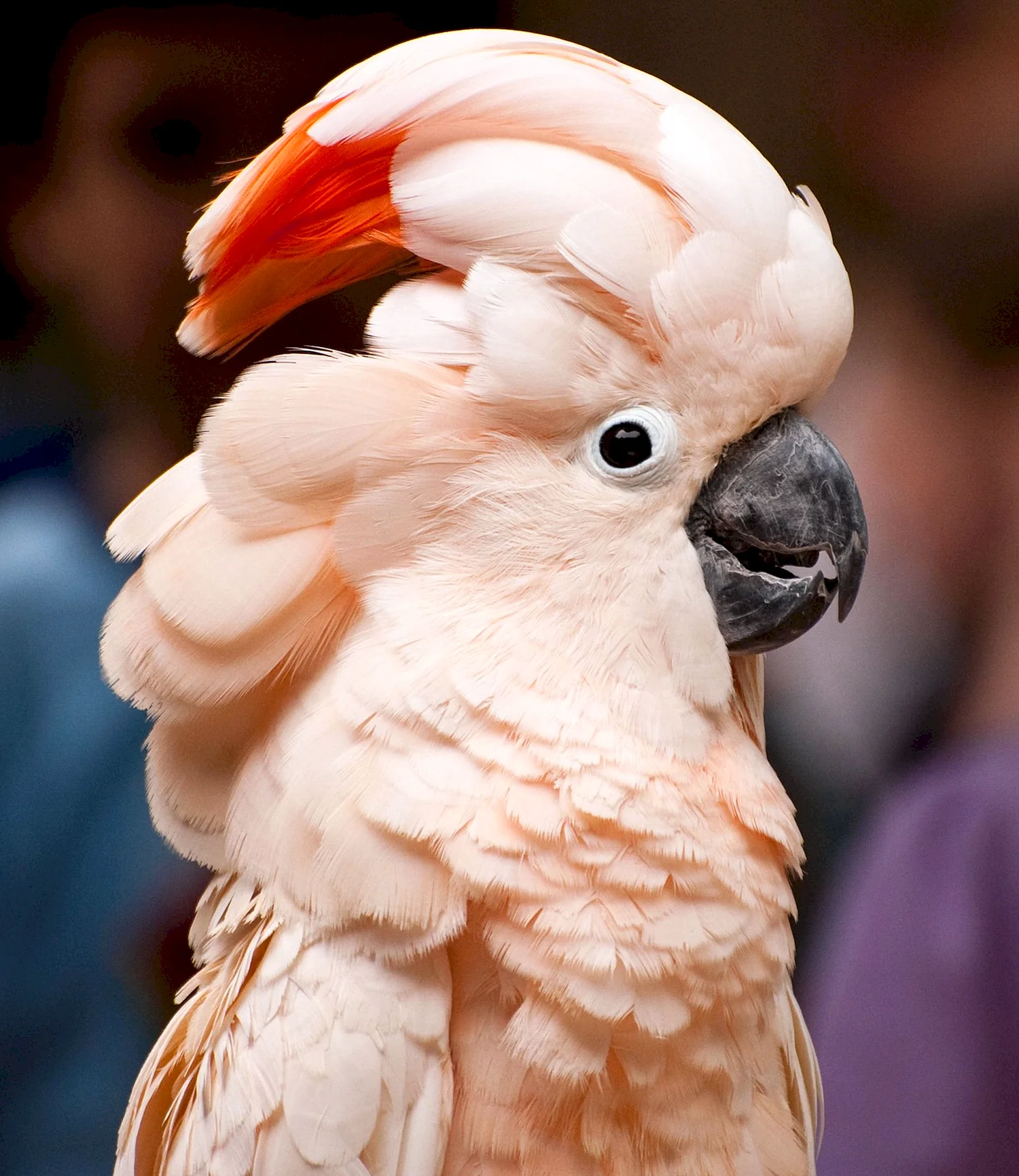 Попугай молуккский Какаду