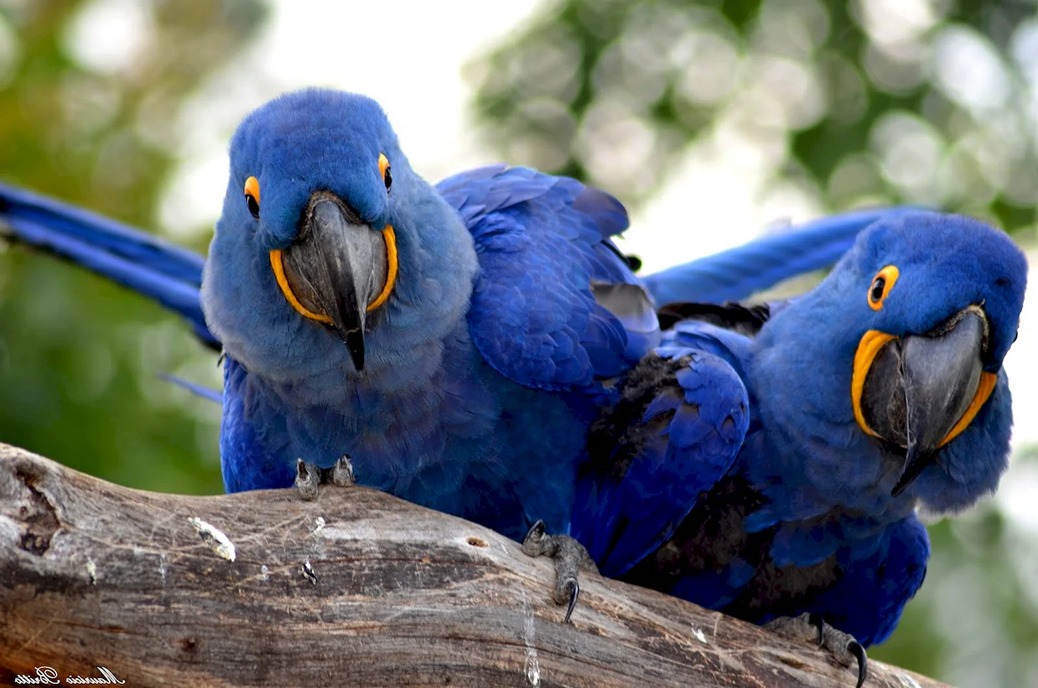 Попугай монах голубой