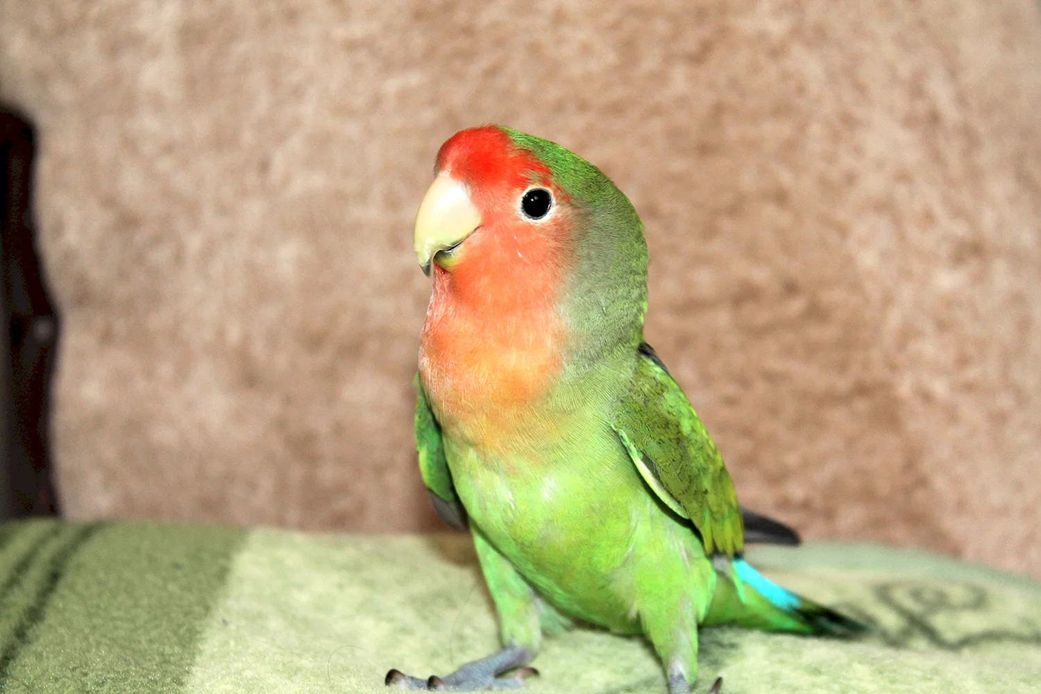 Попугай неразлучник зеленый
