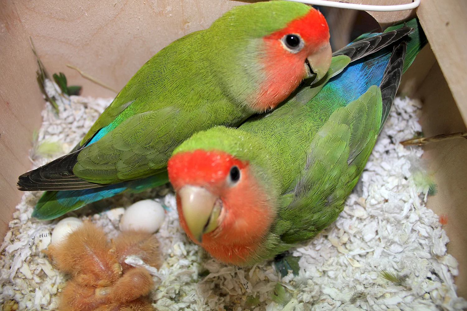 Попугаи неразлучники персиковые