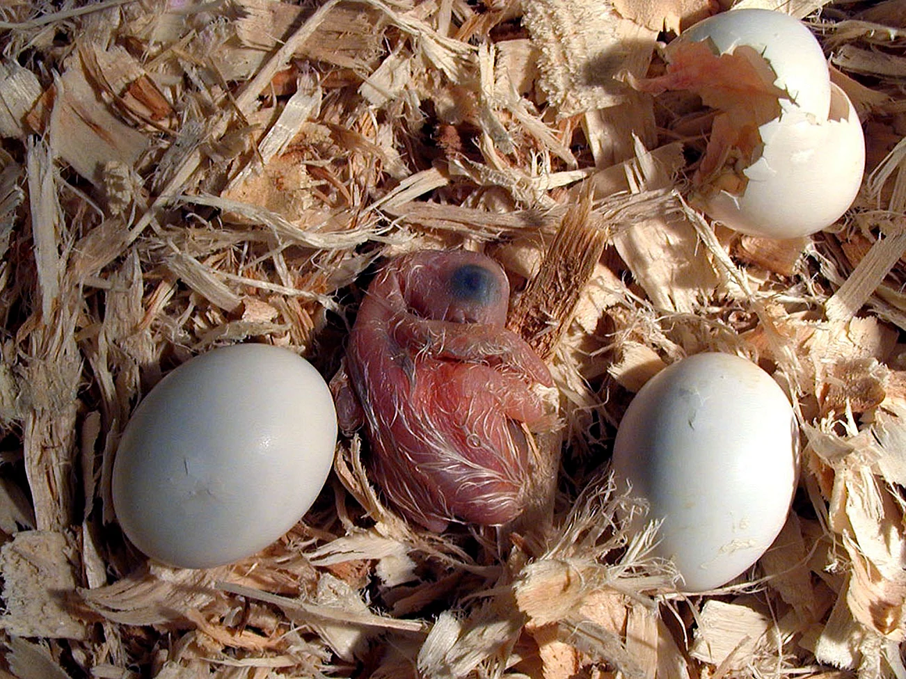 Попугаи неразлучники высиживают яйца?