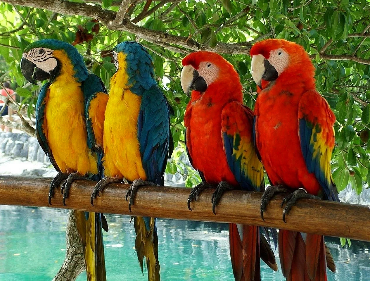 Попугаи Никарагуа