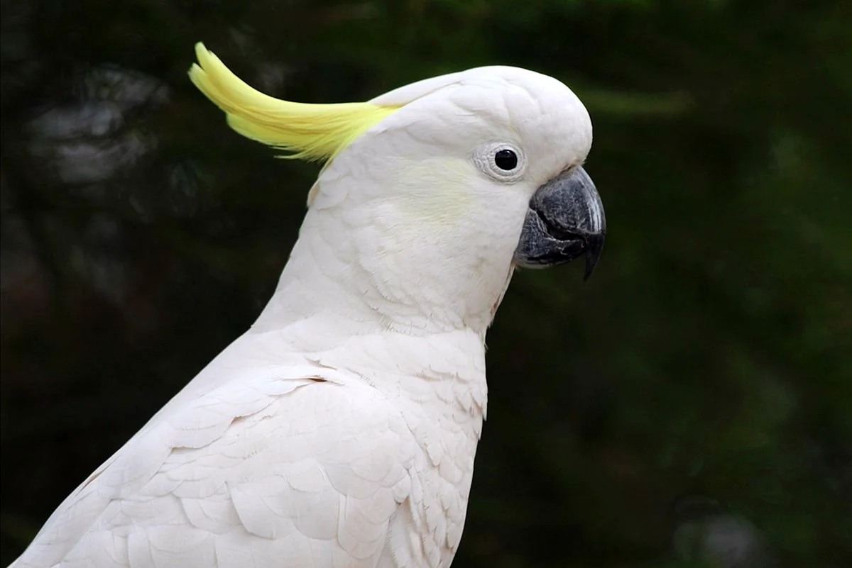 Попугай очковый Какаду