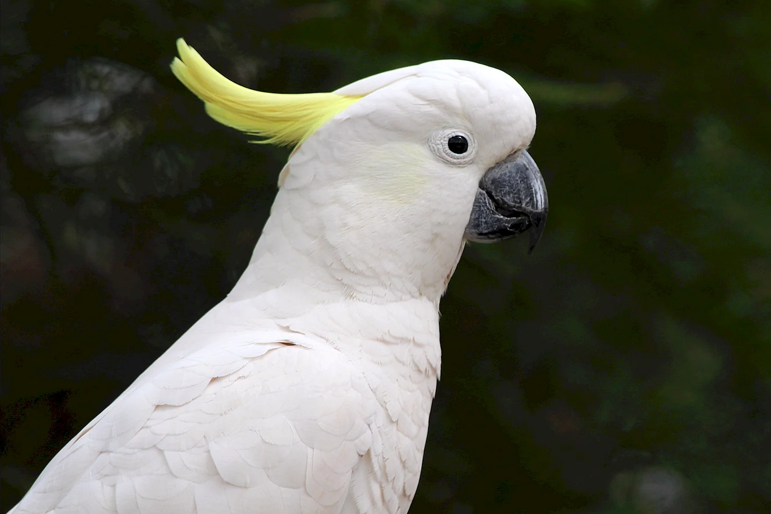 Попугай очковый Какаду