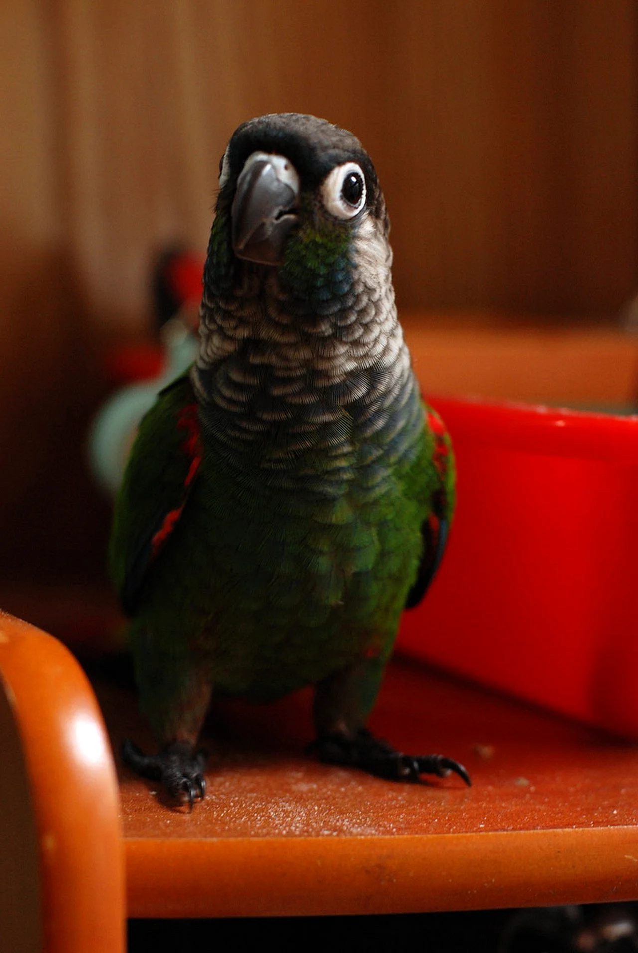 Попугай пиррура зеленый