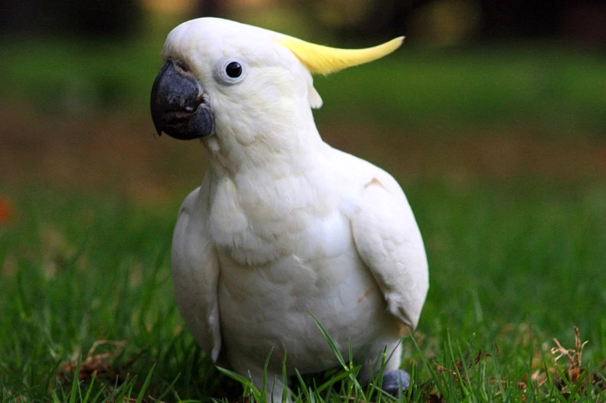 Попугай породы Какаду