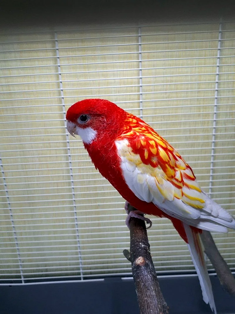 Попугай Розелла Рубиновая