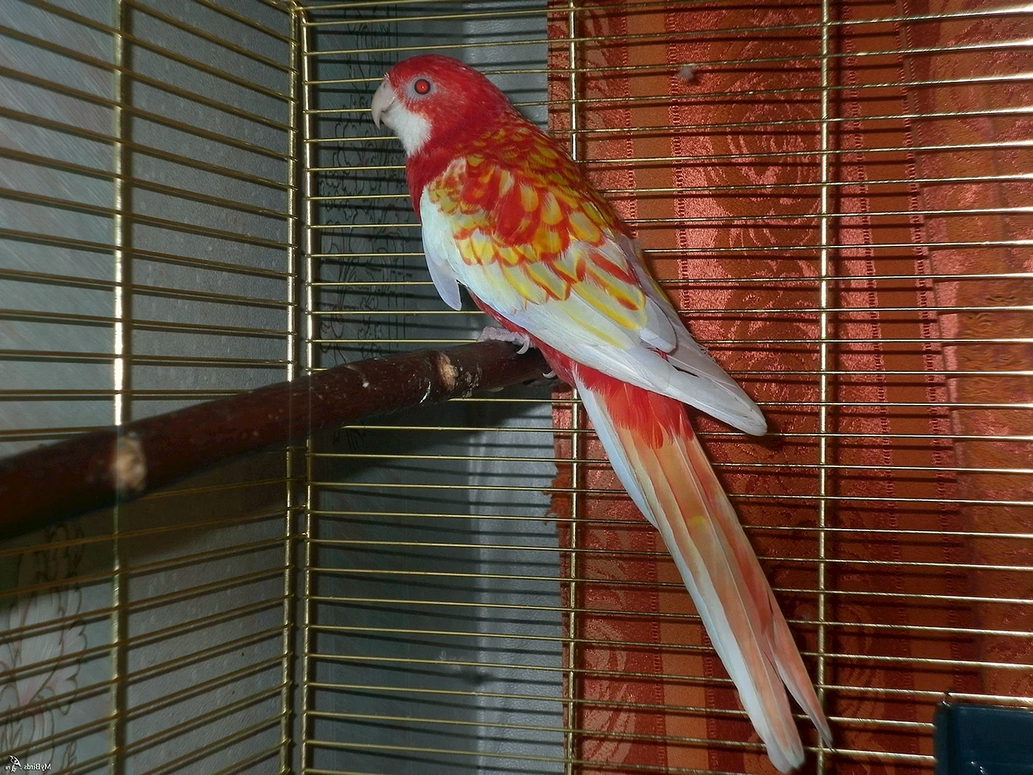 Попугай Розелла Рубиновая