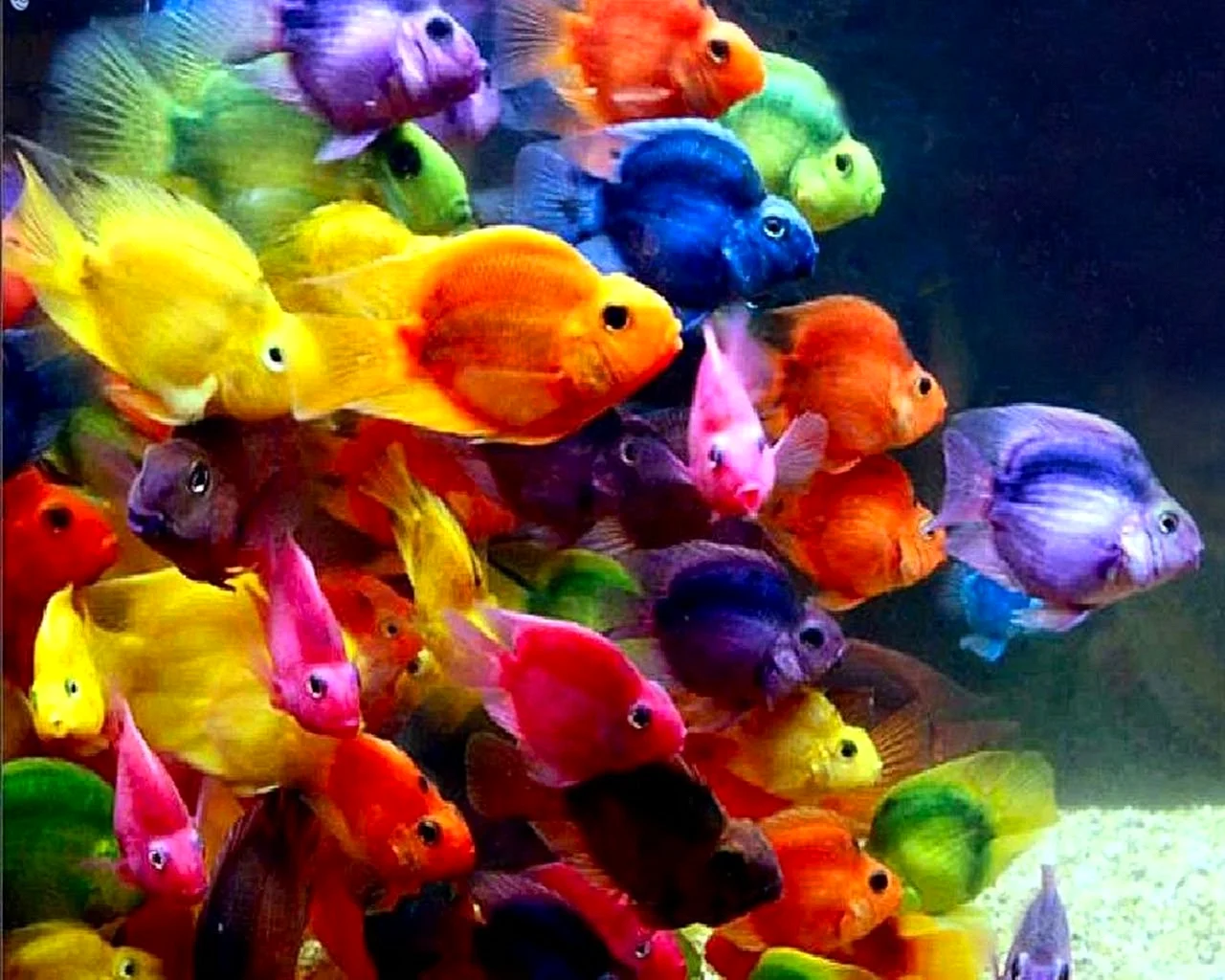 аквариумные рыбки фото