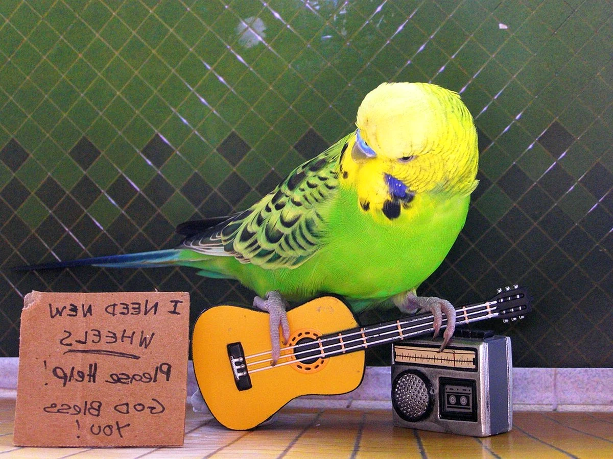 Попугай с гитарой