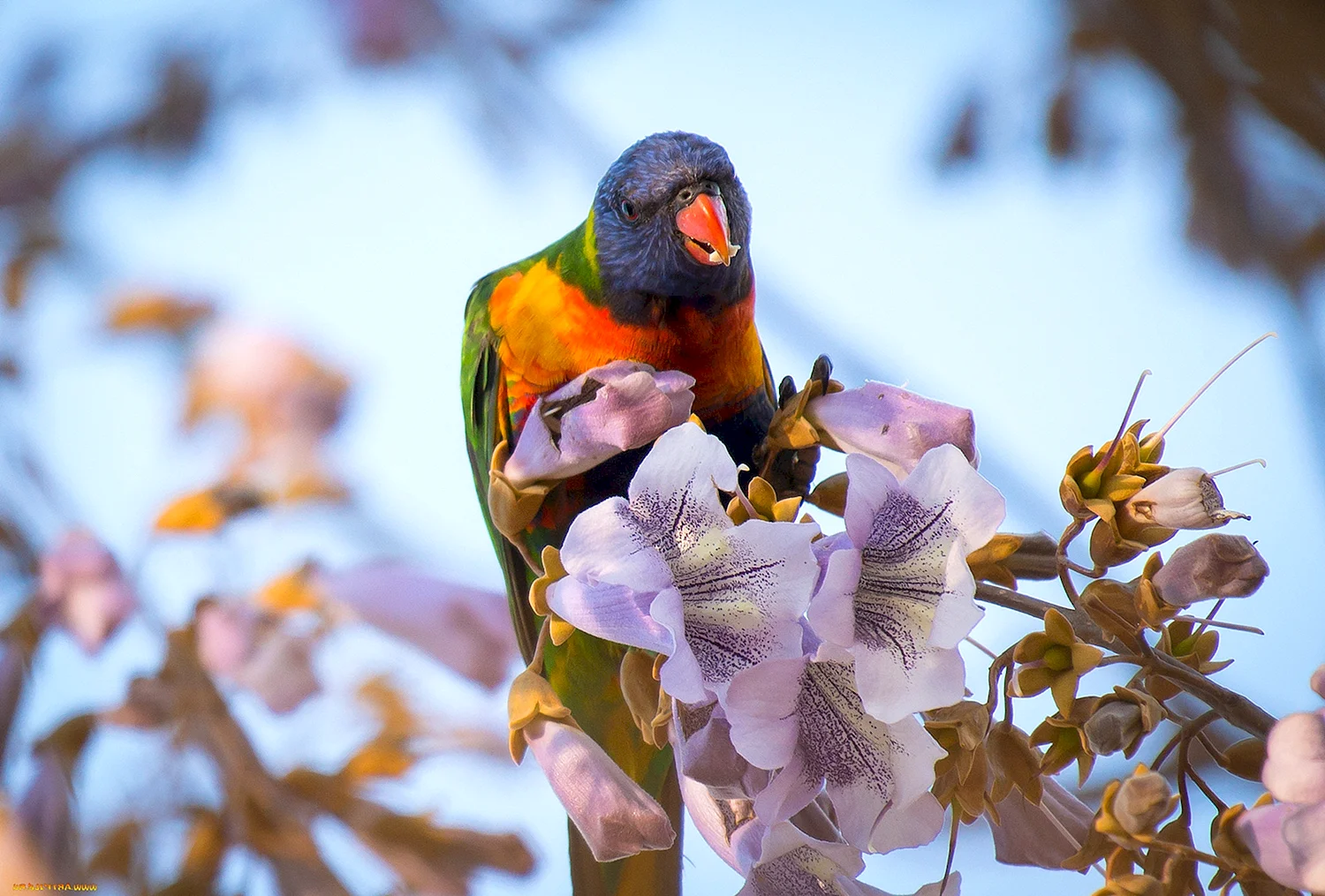Попугай с цветами