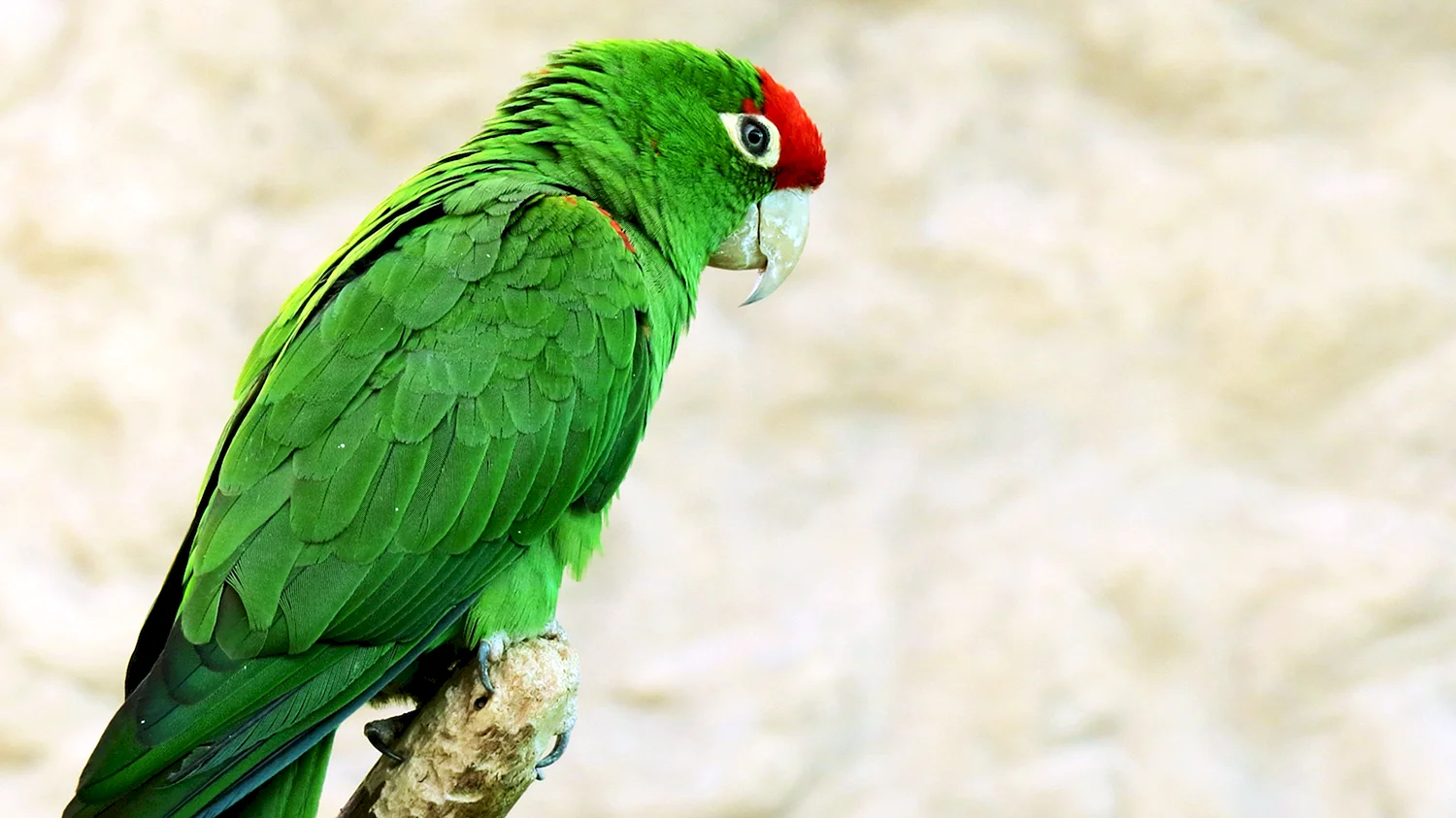 Попугай с зелеными крыльями