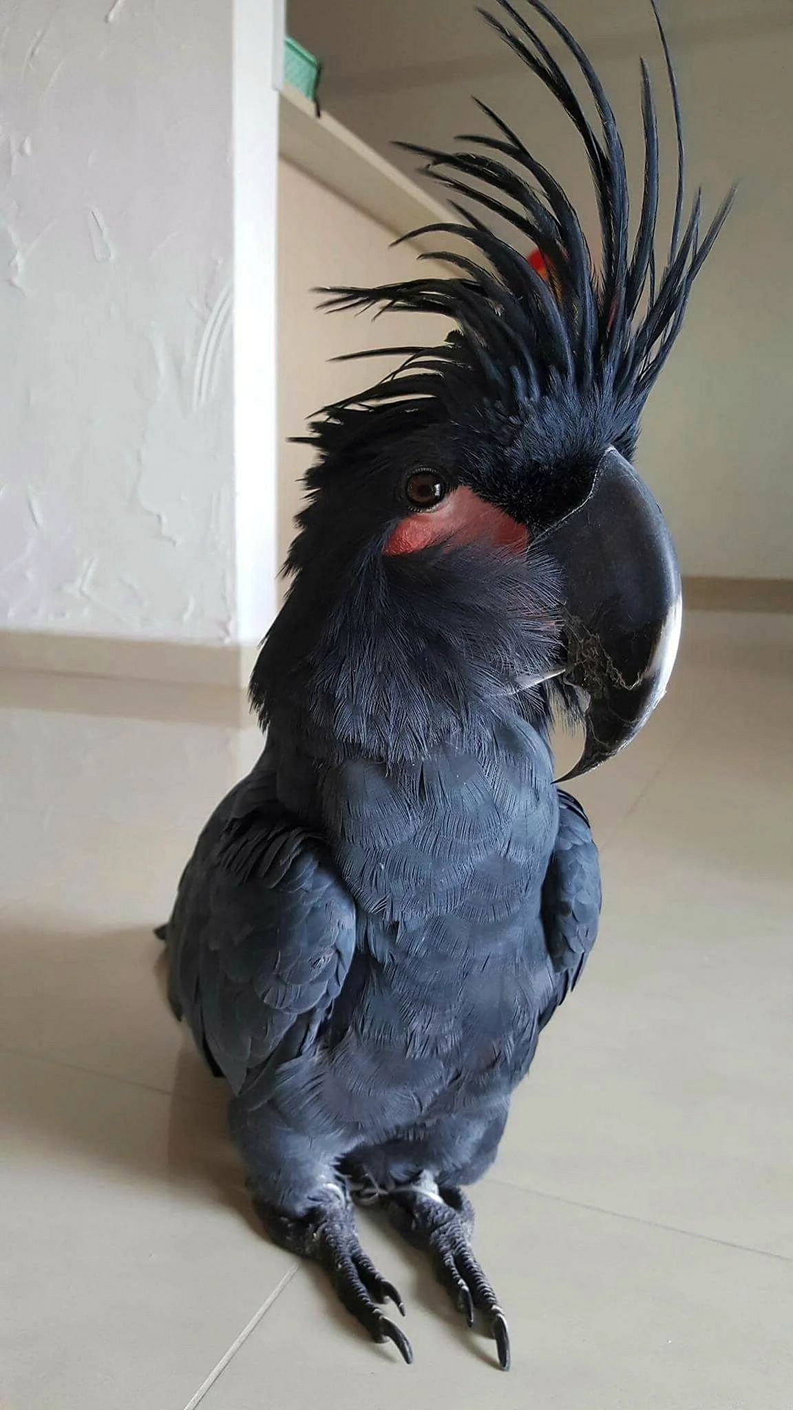 Попугай страшный