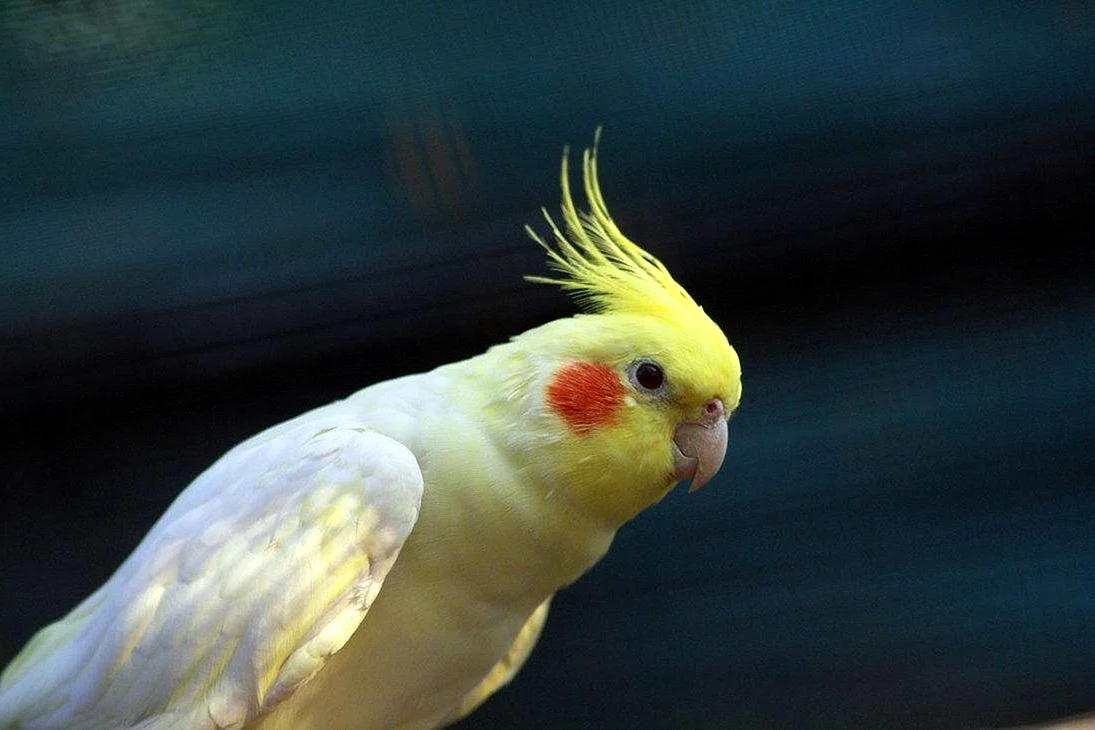 Попугай Sultan papağani