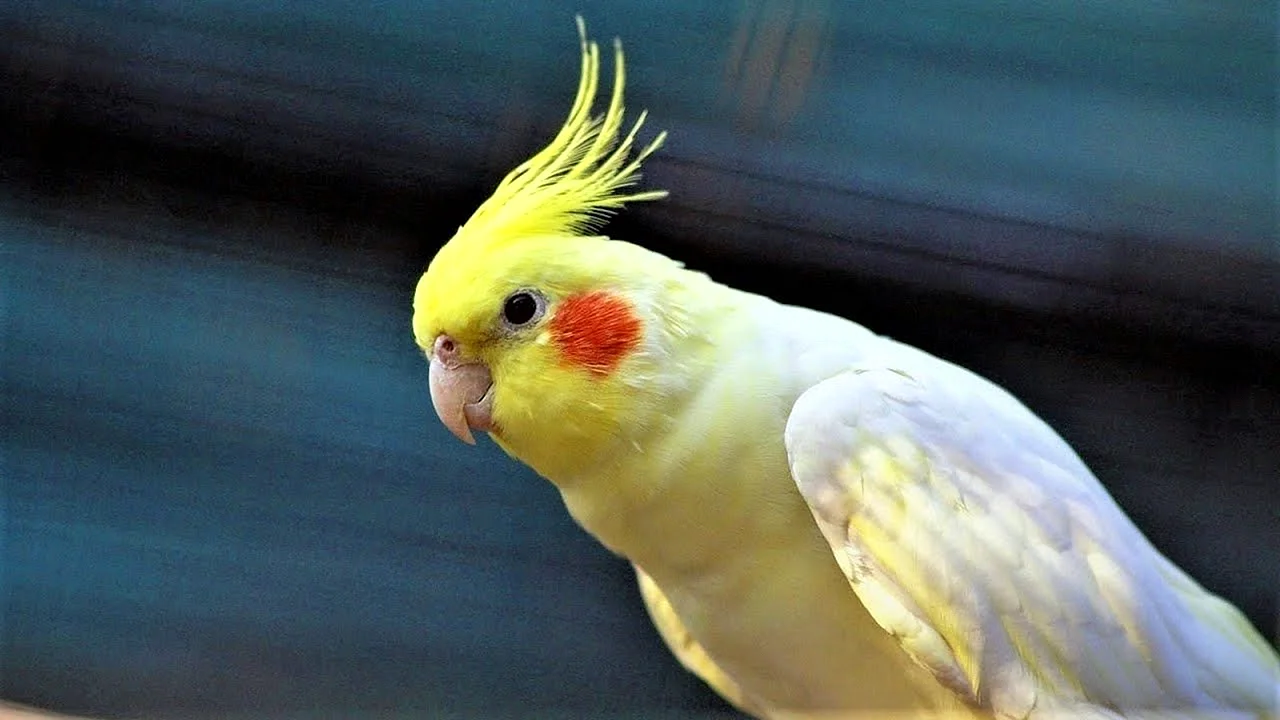 Попугай Sultan papağani