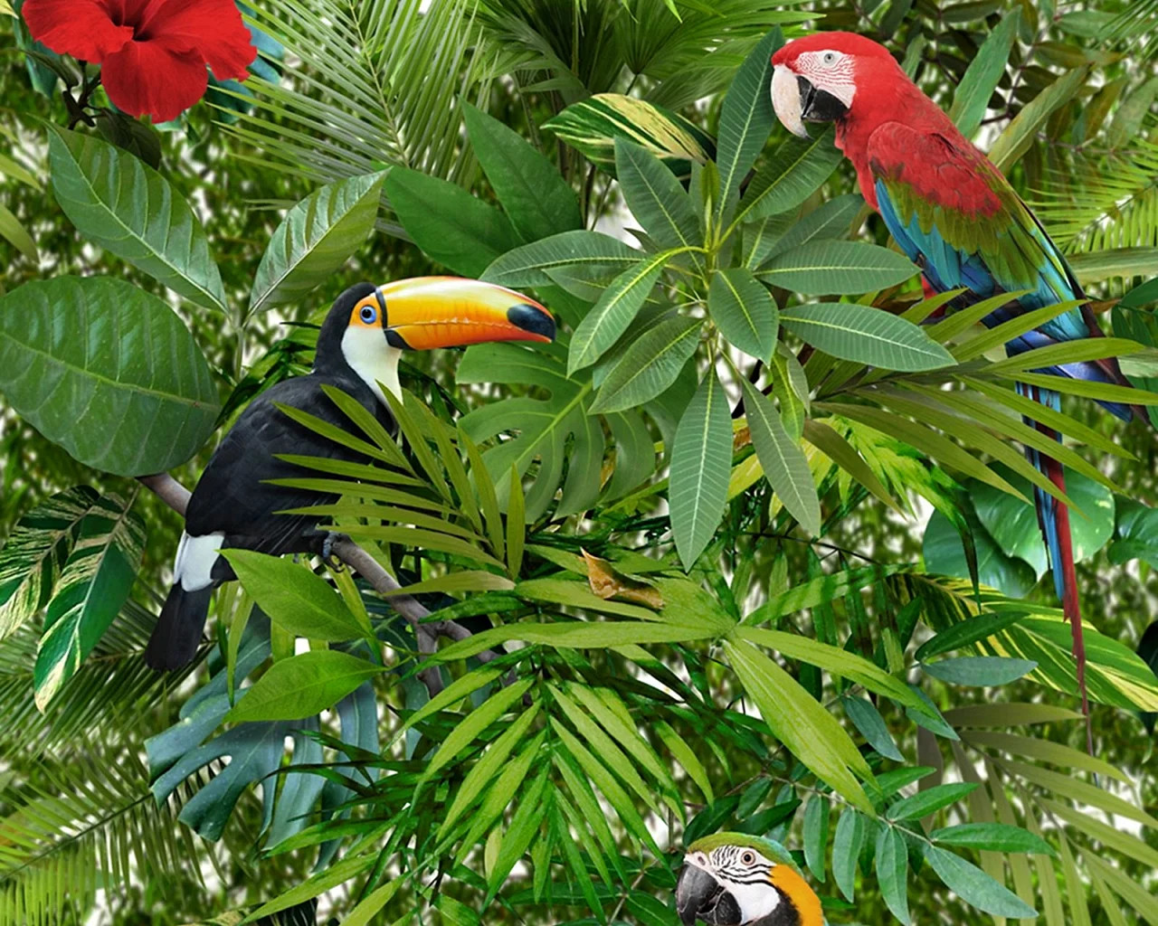 Попугаи тропических лесов