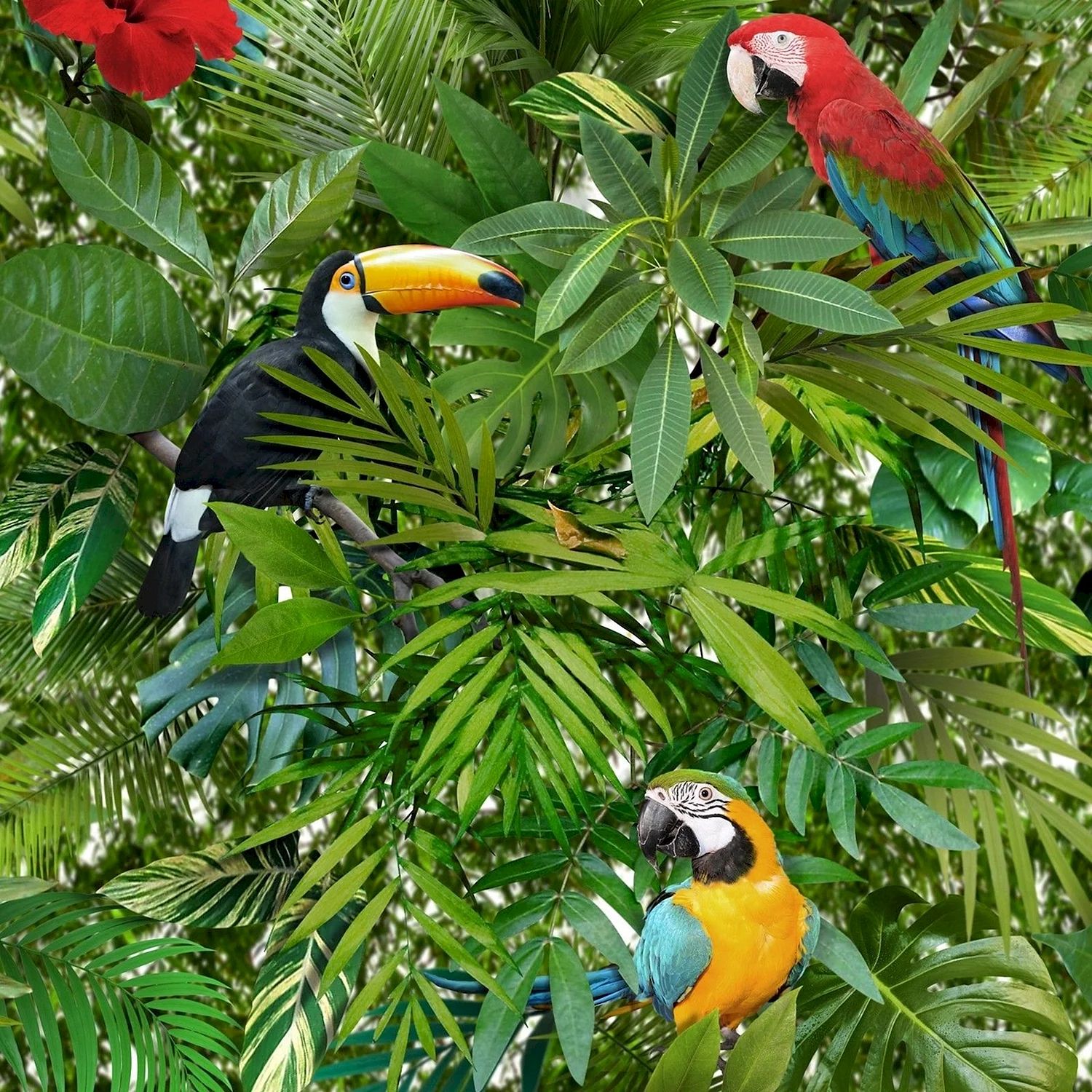 Попугаи тропических лесов