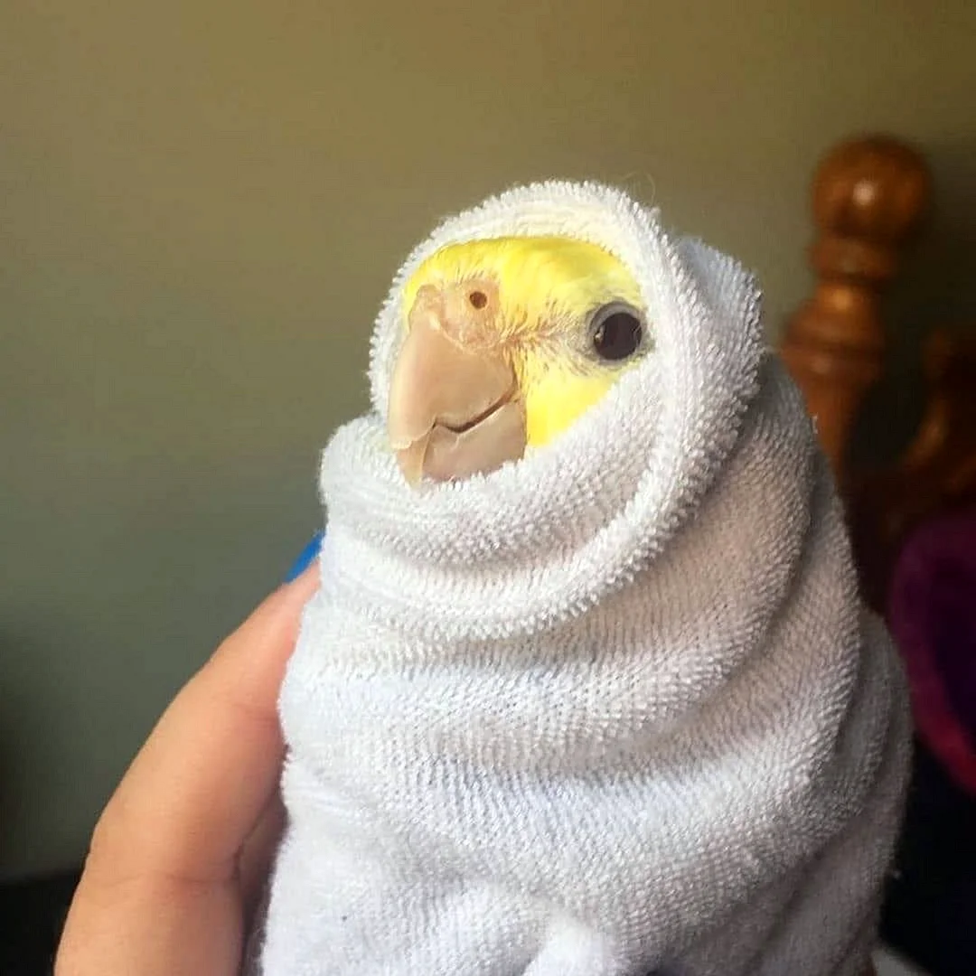 Попугай в полотенце