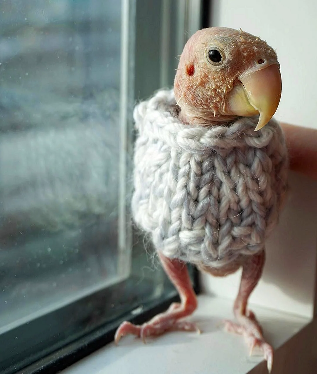 Попугай в свитере