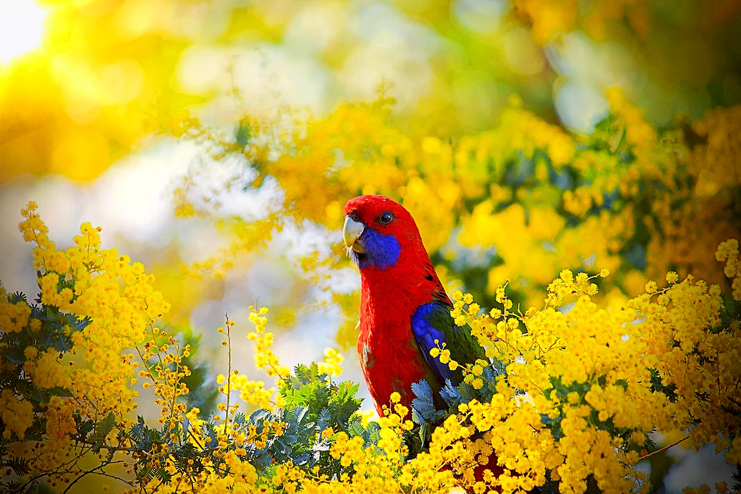 Попугай в цветах