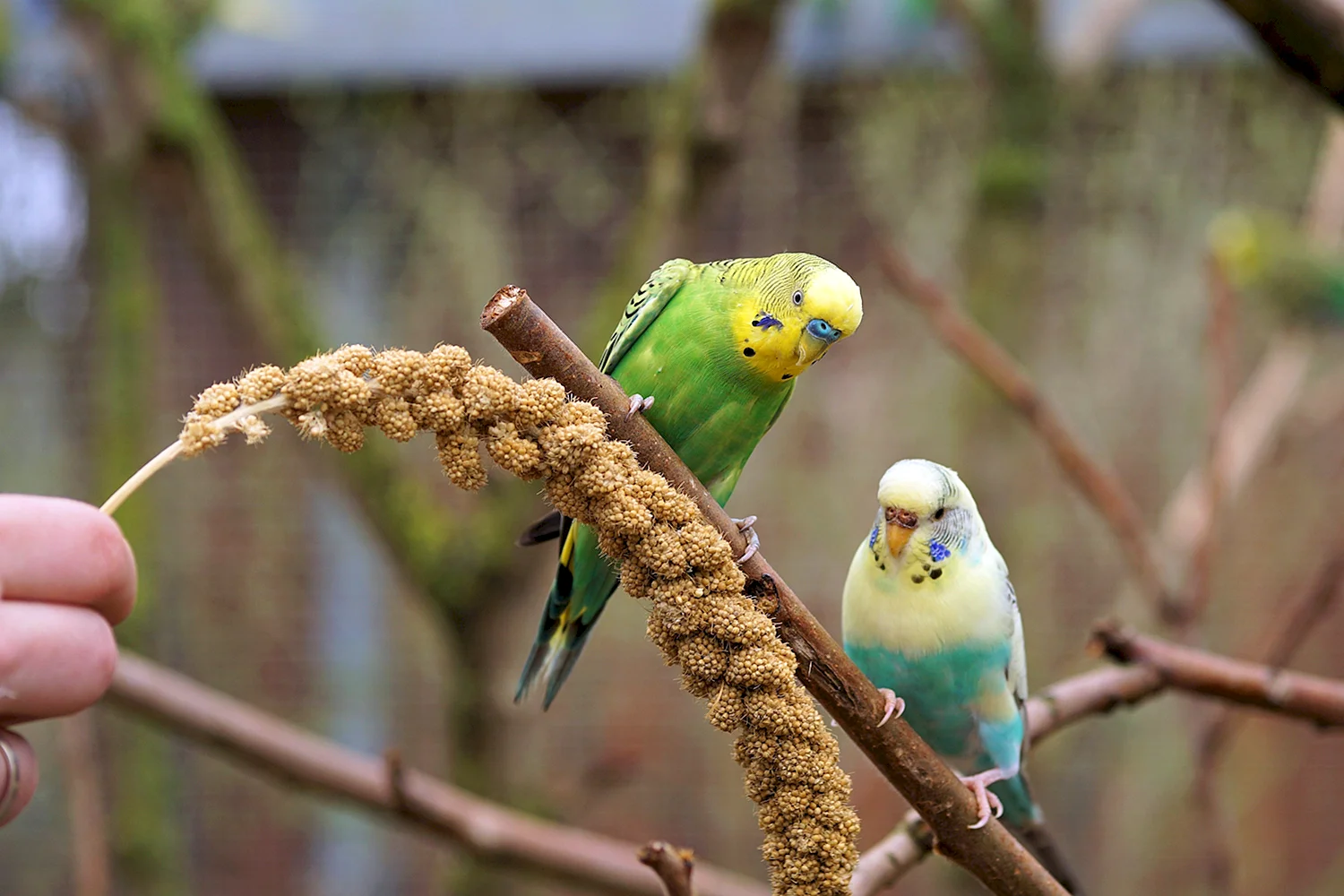 Попугаи волнистые попугайчики