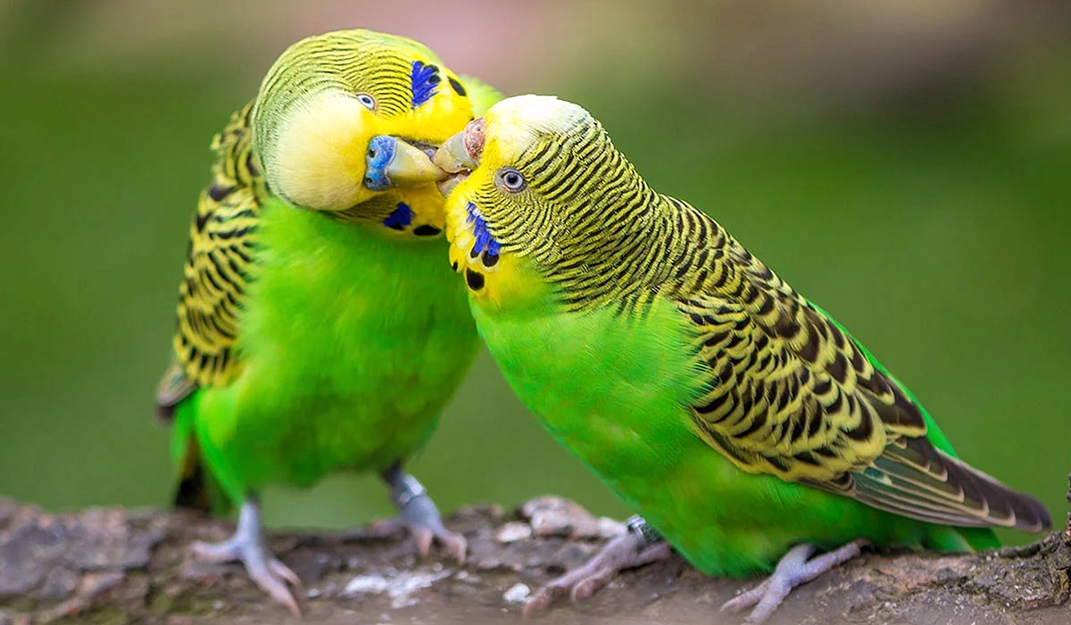 Попугаи волнистые попугайчики