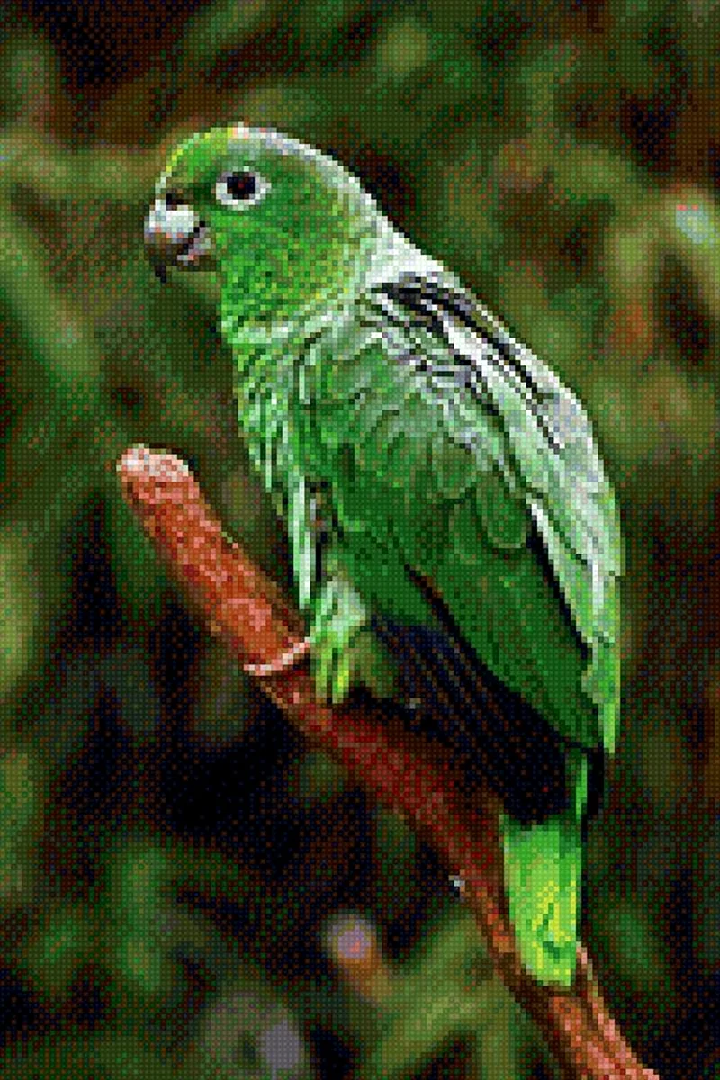 Попугай зеленый Амазон