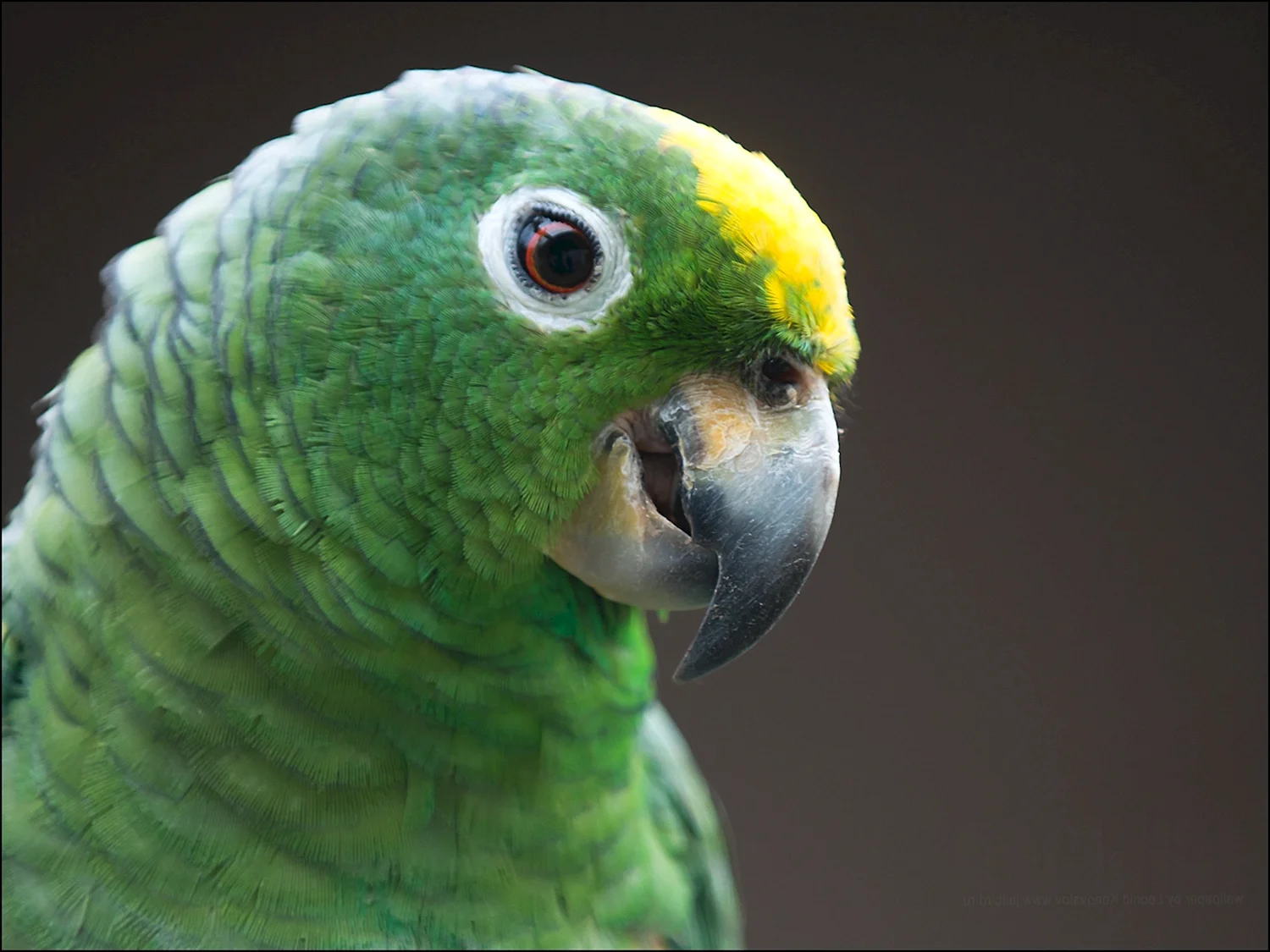 Попугай зеленый Нестор