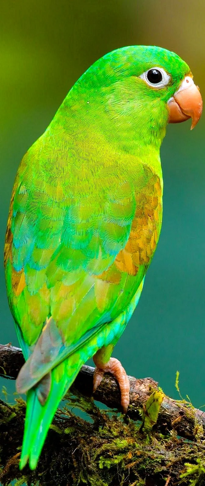 Попугай жако зеленый