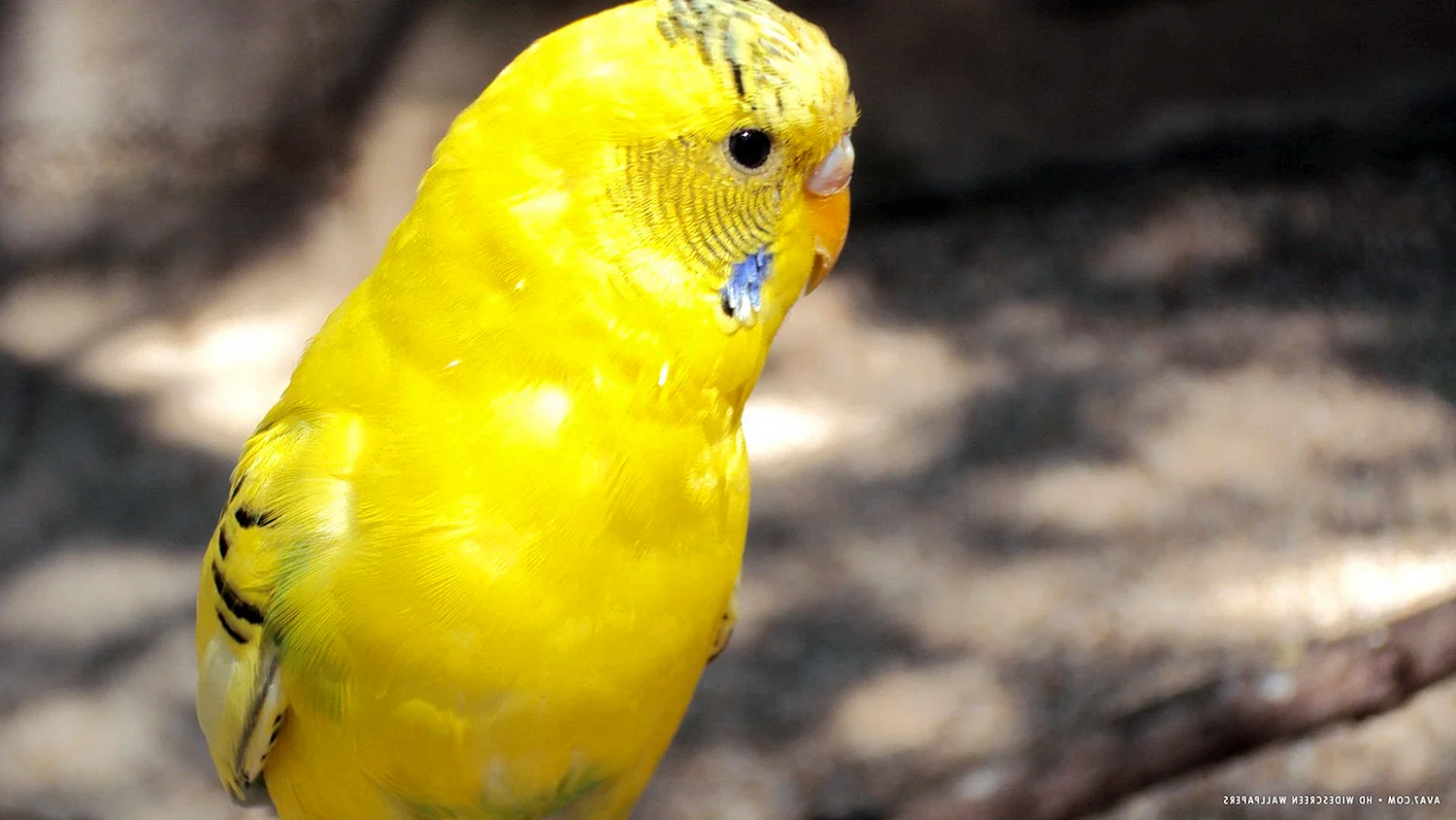 Попугаи желтые волнистики
