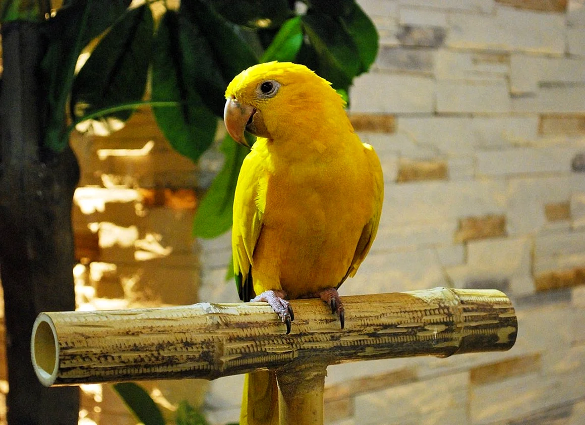 Попугаи желтые волнистики