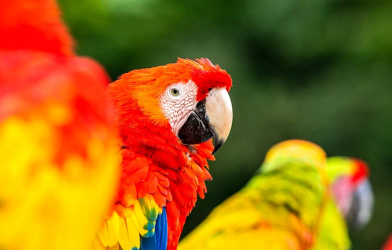Попугаи желтый ара Коста Рика