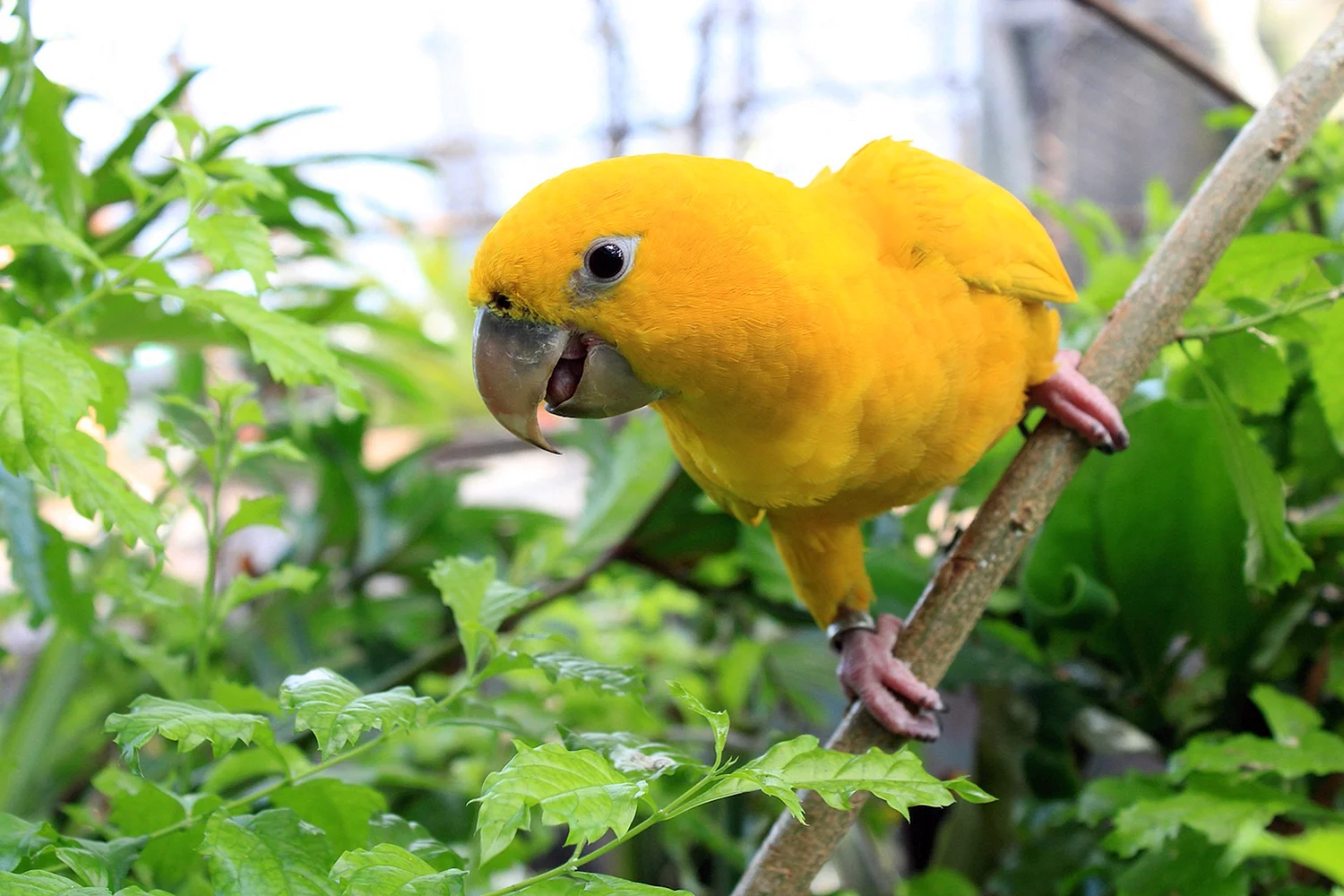 Попугай желтый манго