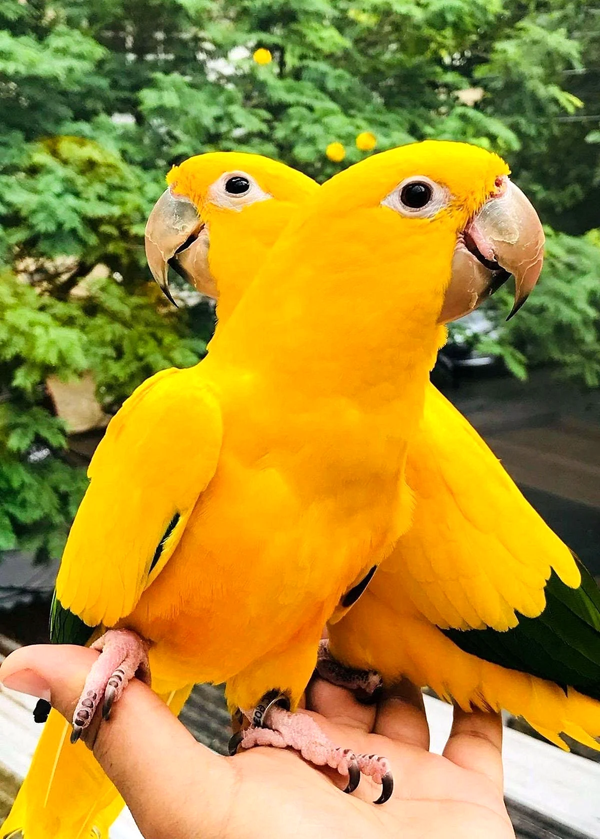 Попугай золотой аратинга