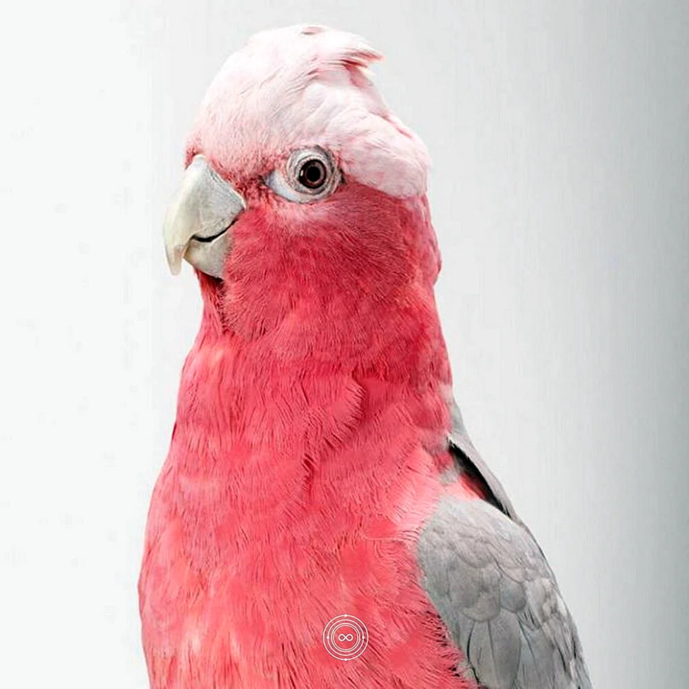 Попугайчики Какаду розовый