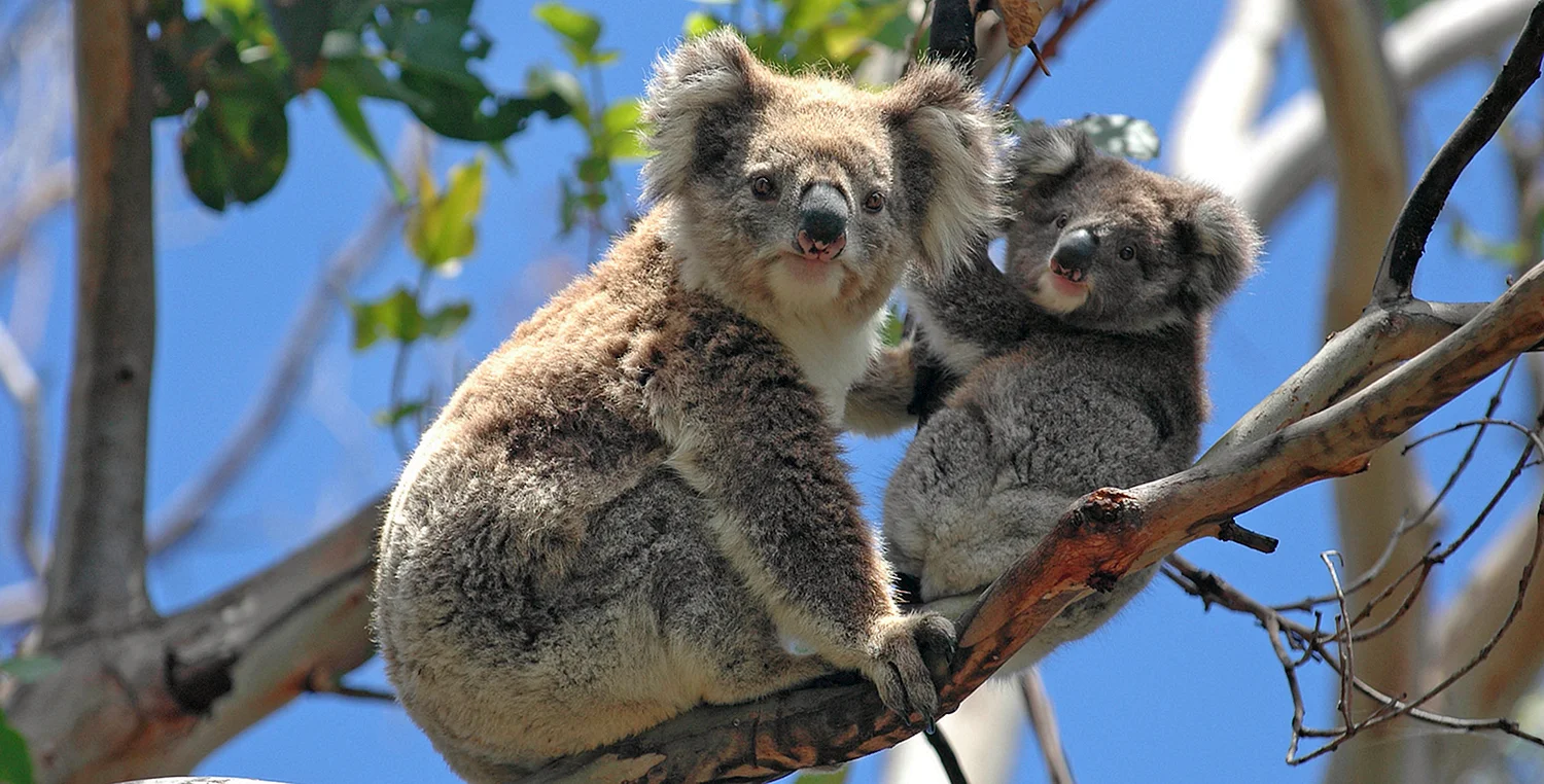 Популяция коал