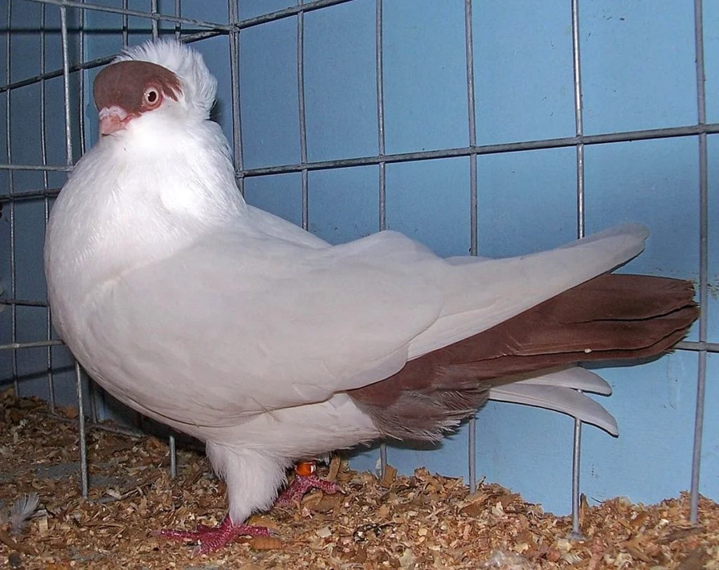 Порода голубей Московский монах