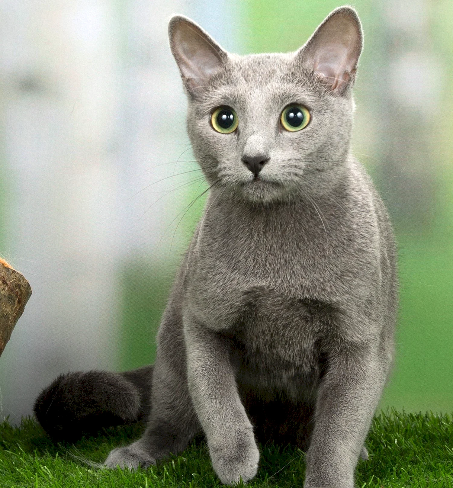 Как выглядит порода кошек русская голубая фото
