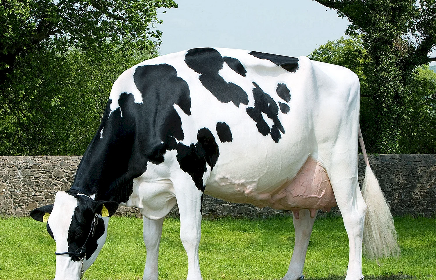 Порода коров голштино
