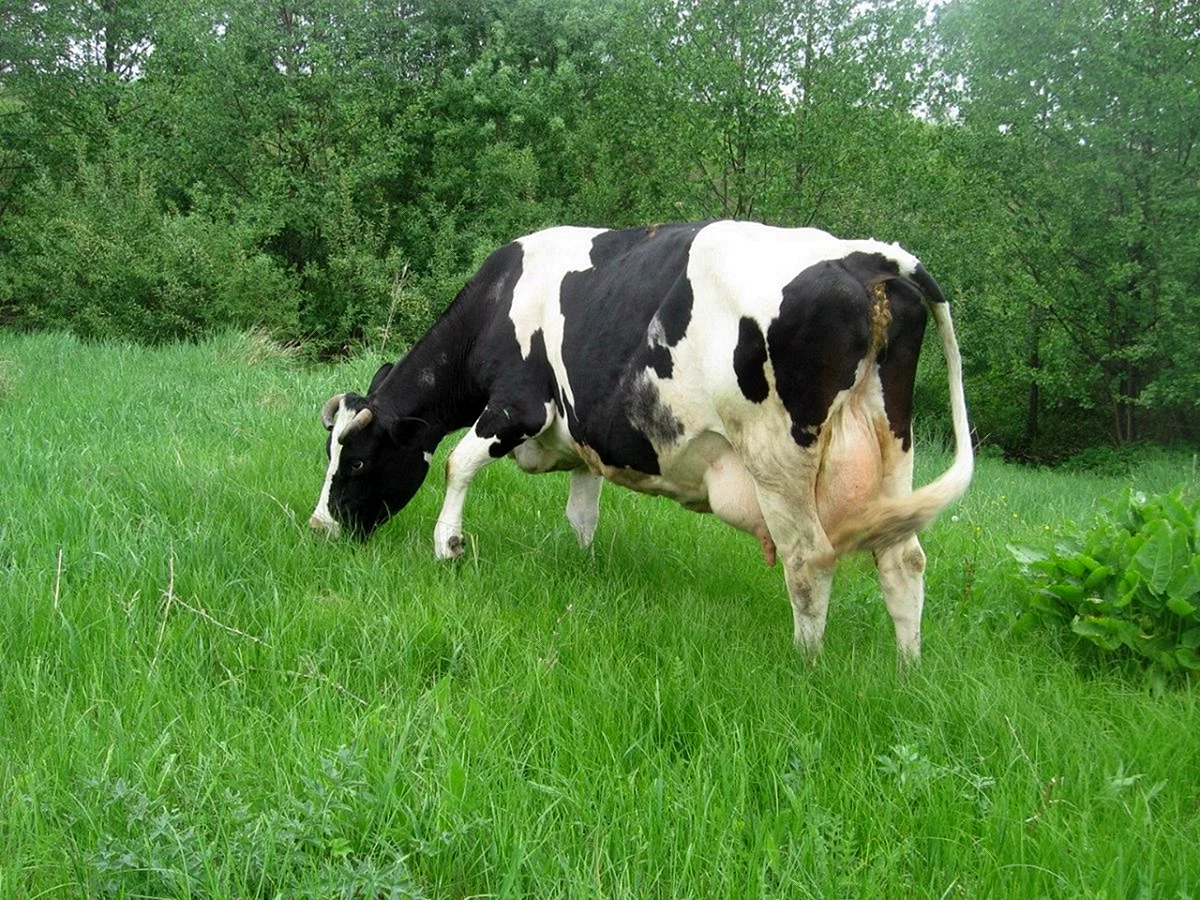 Порода коров голштино
