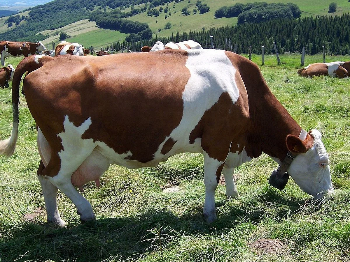 Порода коров монбельярд