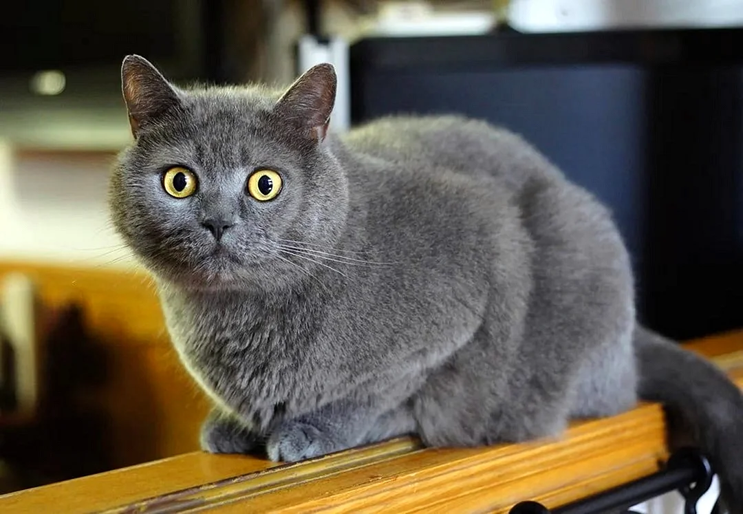 Порода кошек Британская короткошерстная