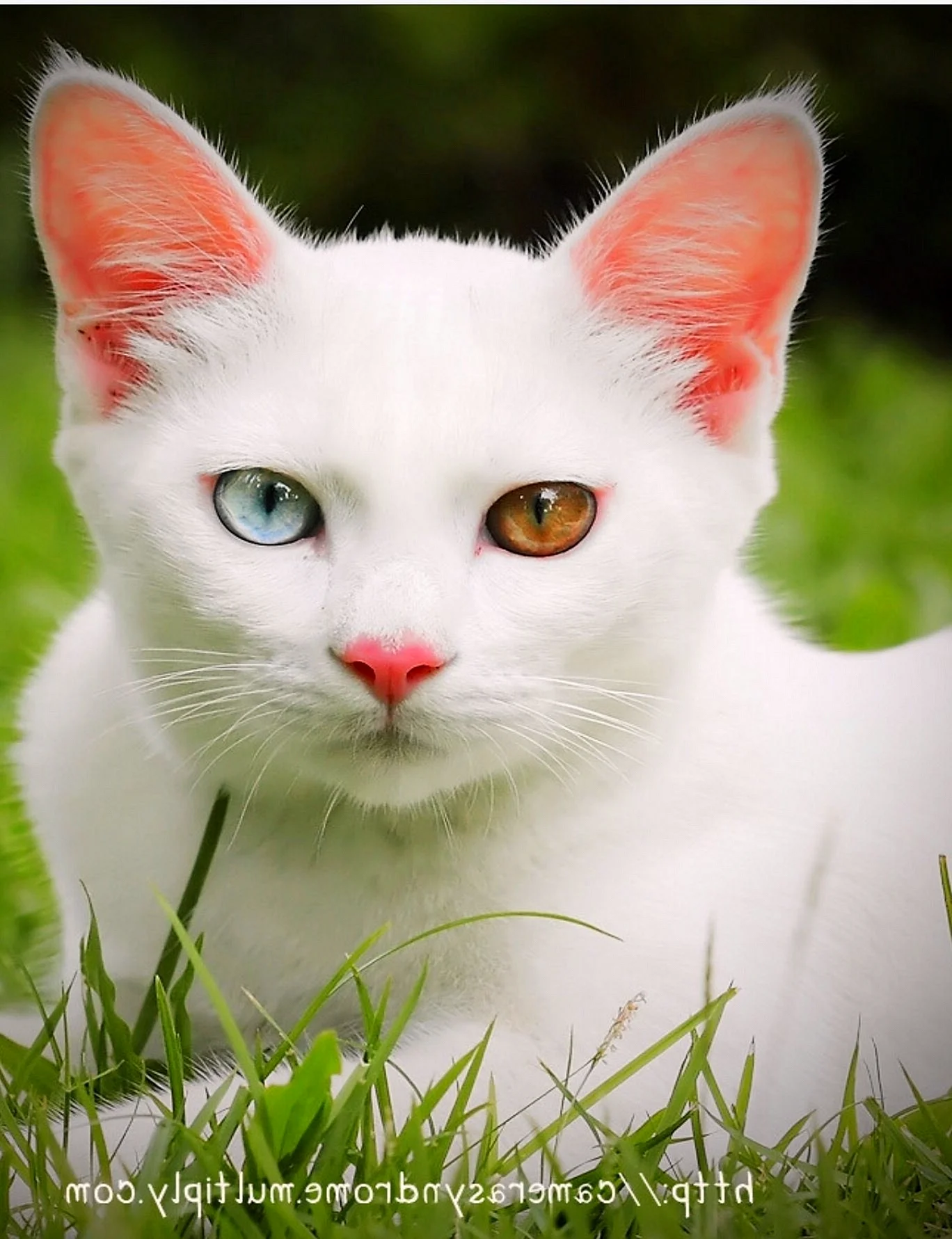 породы белых котов с фотографиями