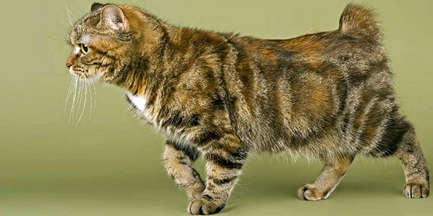 Порода кошек Кимрик