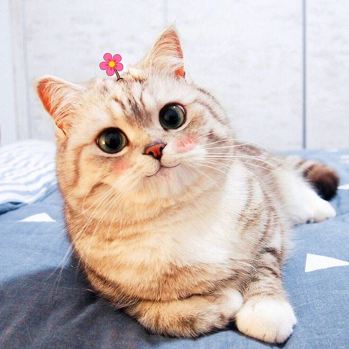 Порода кошек с большими глазами