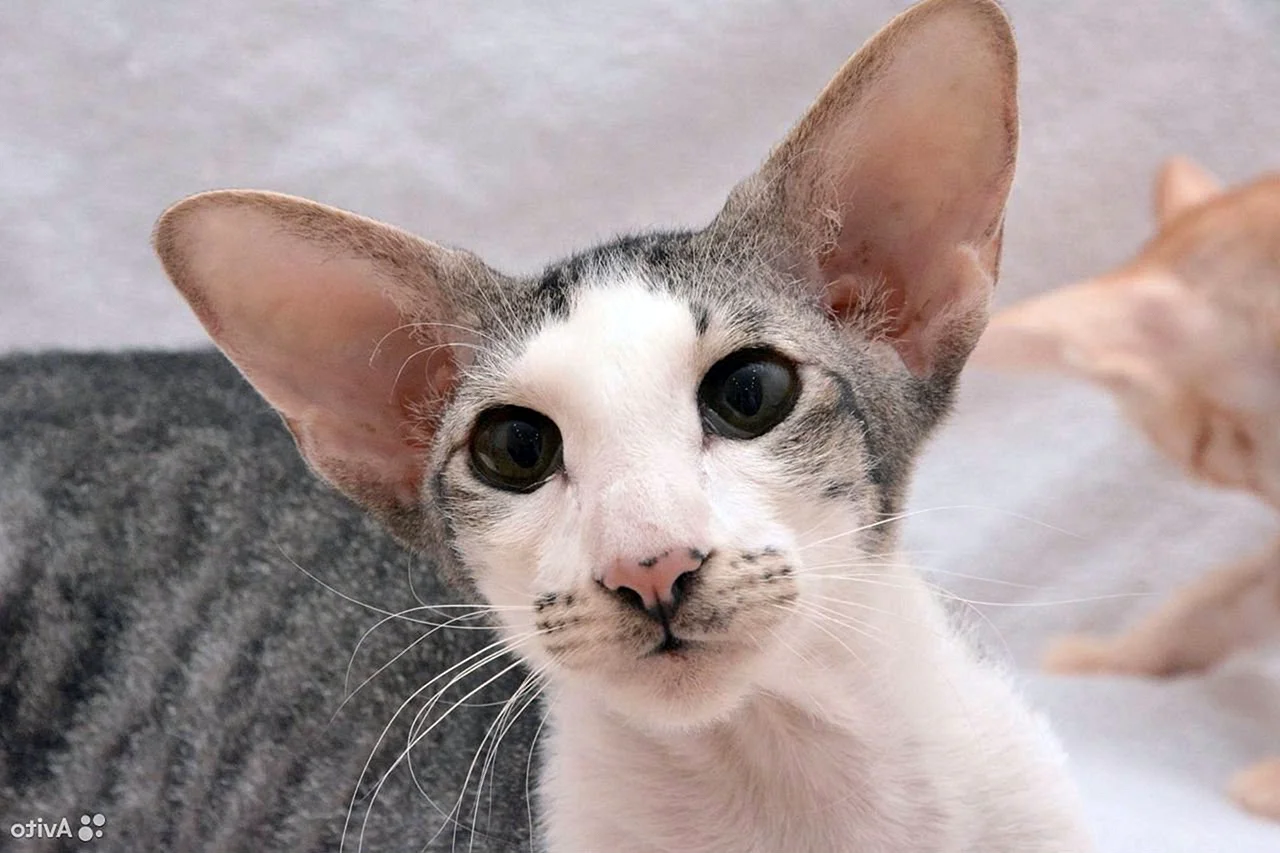 Порода кошек с большими ушами Петерболд