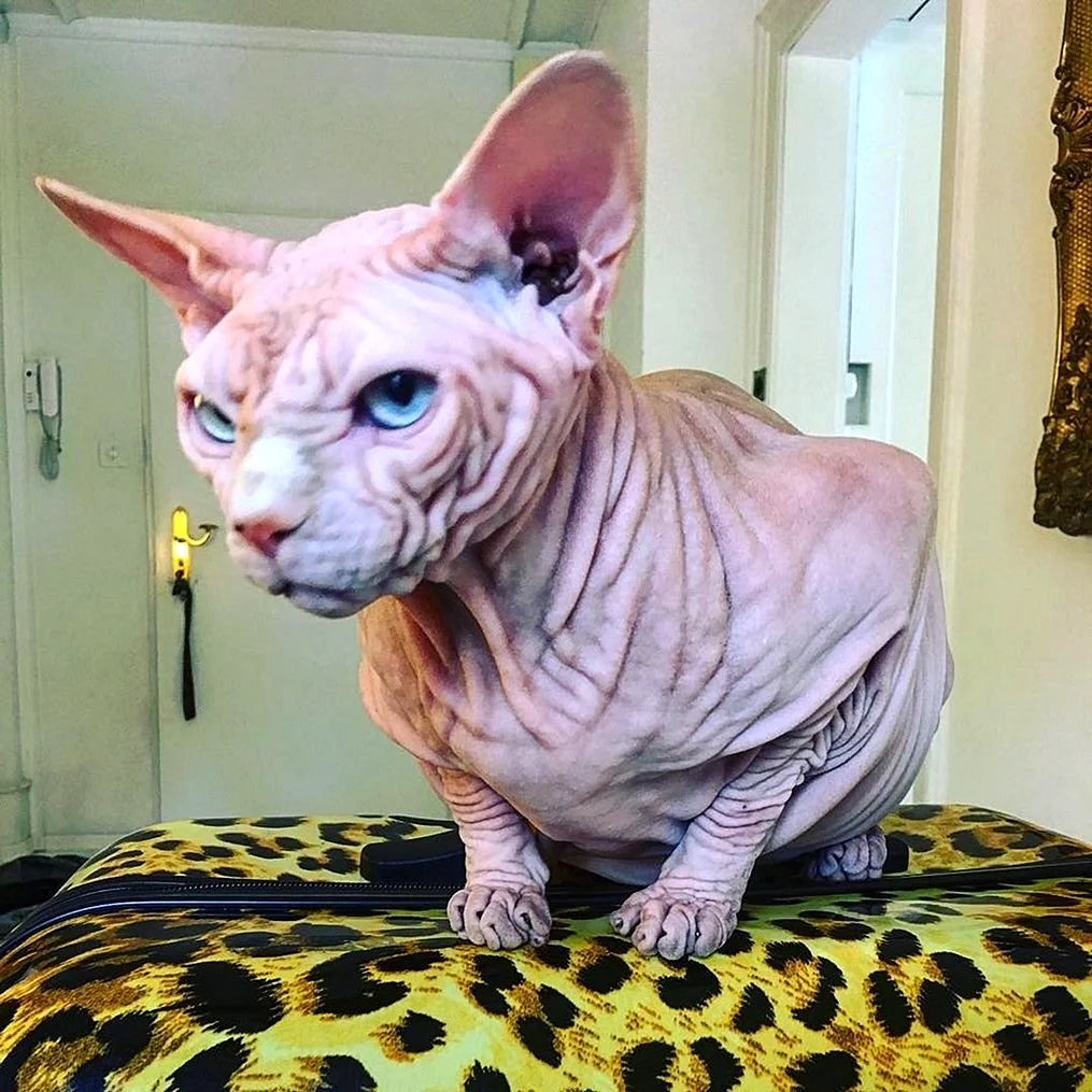 Порода кошек сфинкс без шерсти