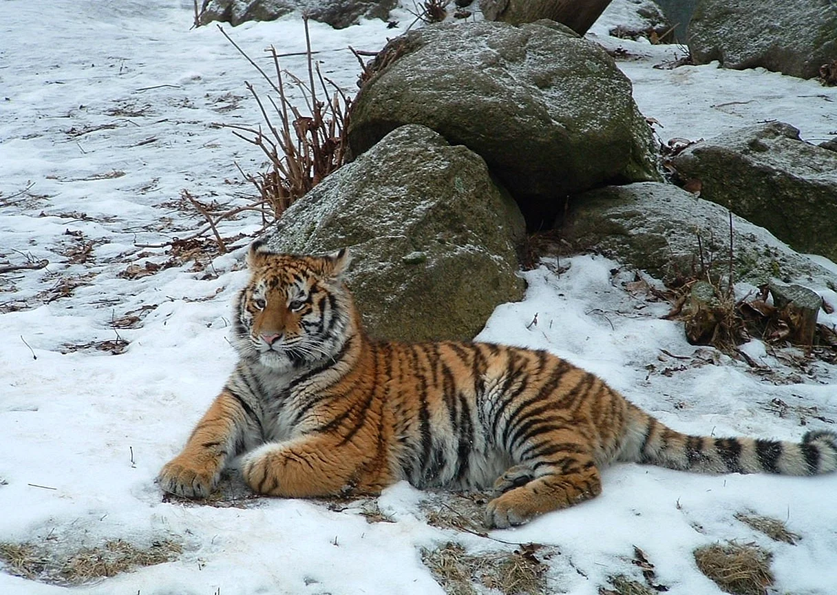 Порода кошек Уссурийский тигр