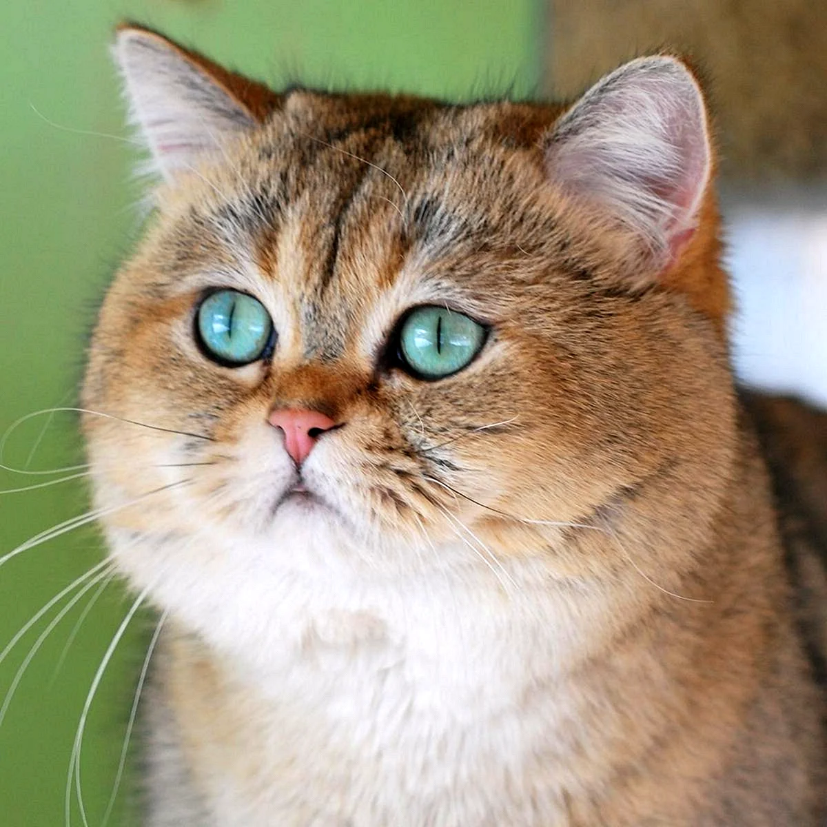 Порода кошек Золотая шиншилла