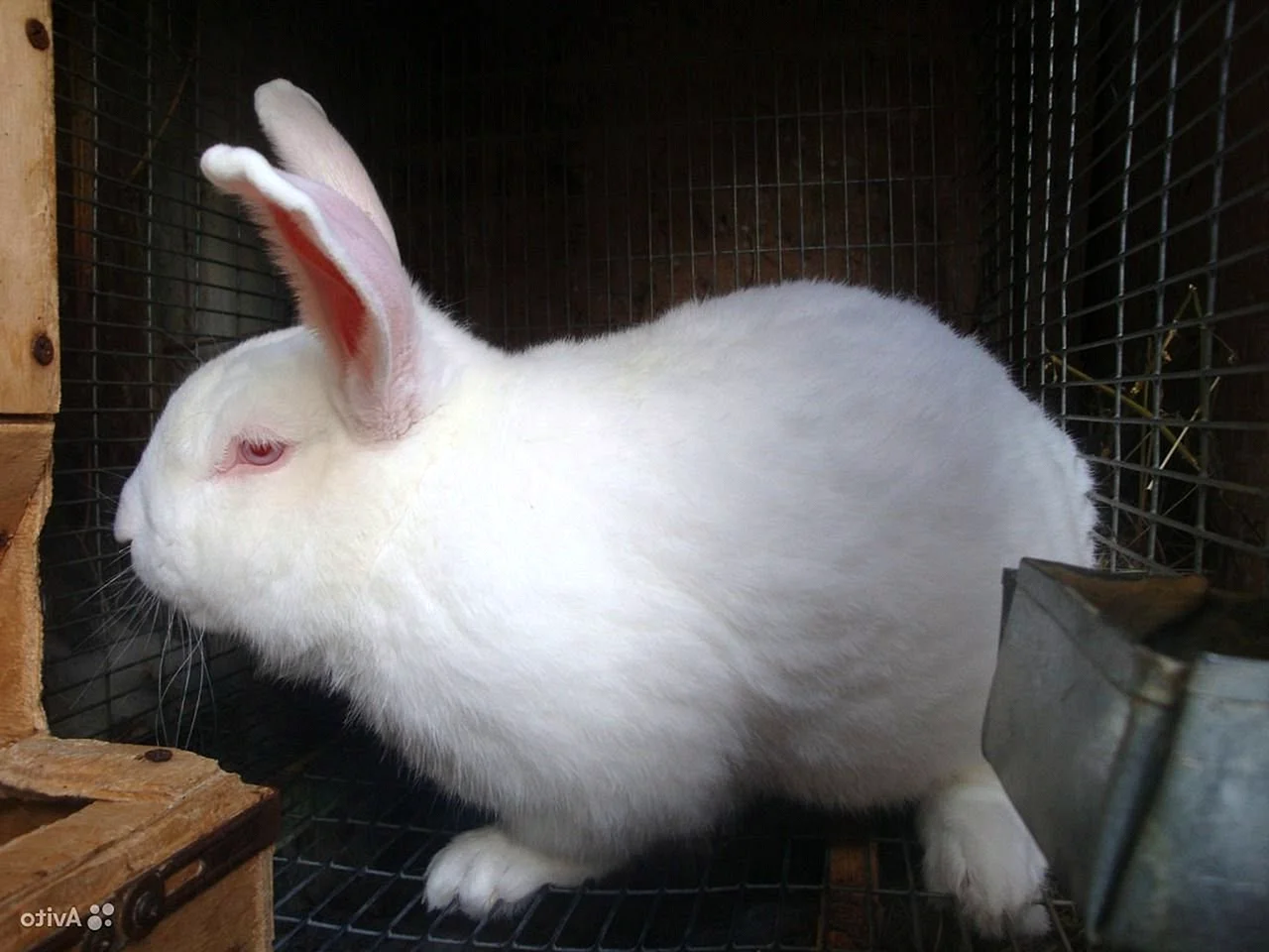 Порода кроликов белый Паннон